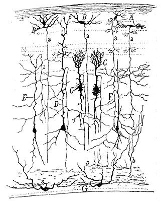 Cajal