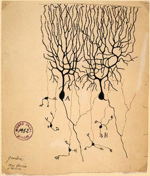 Cajal