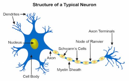 Cajal