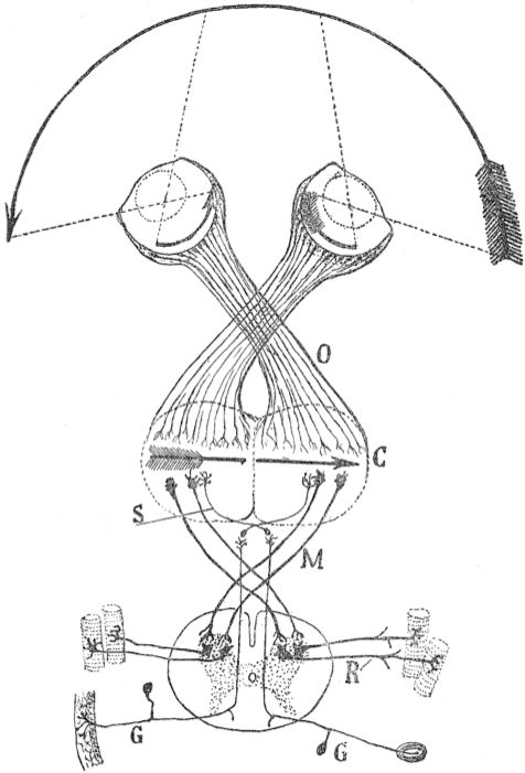 Cajal