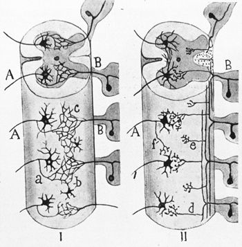 cajal santiago cord spinal illustration library schematic section