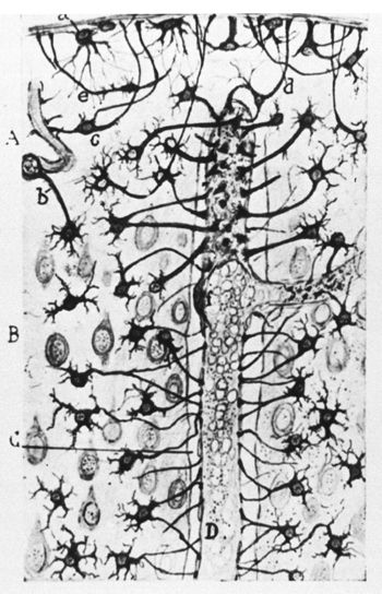 Cajal