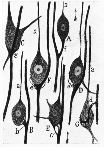 Cajal