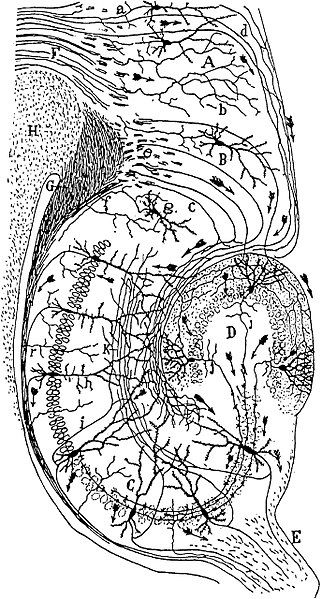 Cajal